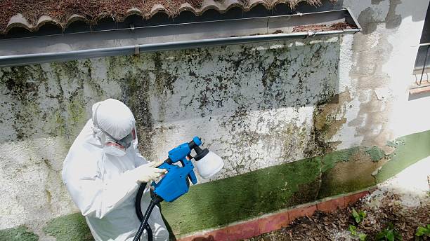 Trusted Basement Mold Remediation service in Gaston, NC - Cheap Mold Removal